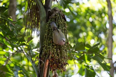 Two small birds perch on a palm fruit cluster 스톡 사진