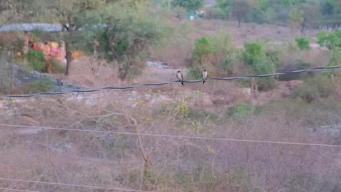 Two small birds perched on a black electrical wire in a rural countryside Stock-Footage 333451458