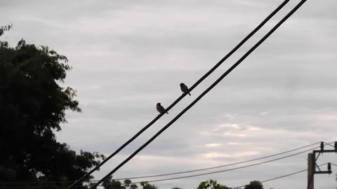 Two small birds perched on electric power lines . 스톡 사진