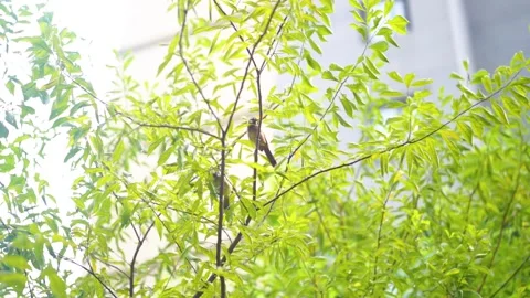 Two small birds perched on a leafy tree branch in bright natural sunlight Stock Footage 342330516