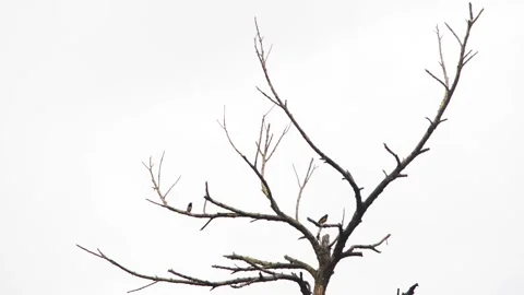 Two Small Birds Perched Separately On Bare Dry Tree Branches Stock Footage 344745932