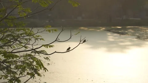 Two small birds perched on a tree branch at sunset. Video stock 333916271