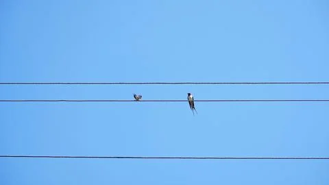 Two Small Birds Resting on Parallel Electrical Wires Against Clear Blue Sky Stockfoto's