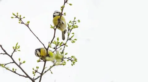 Two small birds sit on a branch of a flowering tree and a white background. S Stock Photos