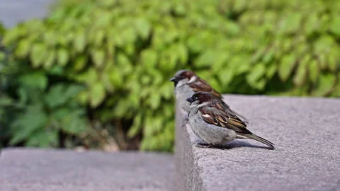 Two small birds sits on the ground on a sunny day Stock Footage 266735006