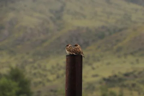 Two small birds sparrows are sitting on a pipe Stock Photos