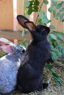 Two small black and gray rabbit eating leaf. photo Stock Photos