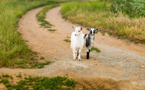 Two small black and white goat in nature Stock Photos