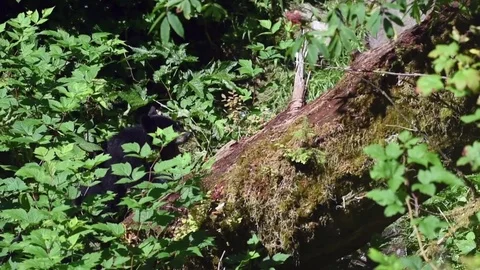 Two small black bear cubs climbing up a log after their mother Stock Footage 83662034