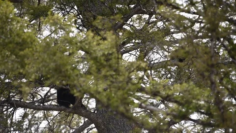 Two small black bear cubs in a tree Stock Footage 116125403
