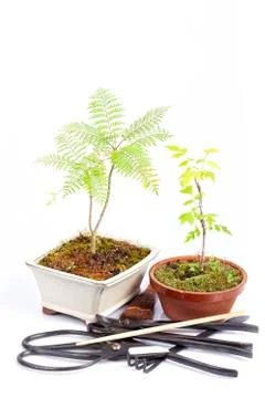 Two small bonsai behind the tools isolated Stock Photos