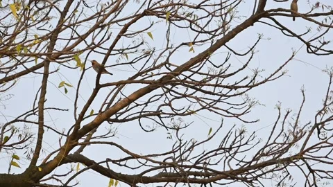 Two small brown birds are perched on branch of a tree. Stock Footage 321191254