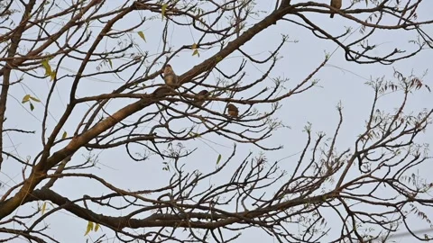 Two small brown birds are perched on branch of a tree. Stock Footage 321191255