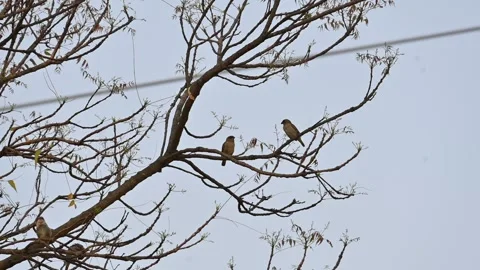 Two small brown birds are perched on branch of a tree. Stock Footage 321191257