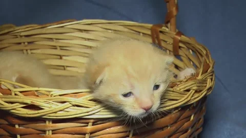 Two small brown kittens in a wicker basket close up Vídeos de archivo 154917791