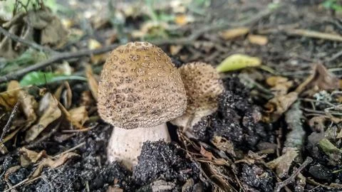 Two small brown mushrooms emerging from dark soil and fallen leaves Stock Photos