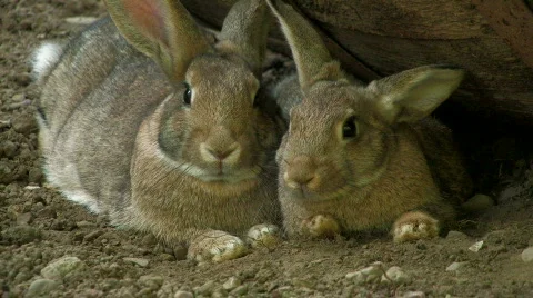 Two small brown Rabbits  Stock Footage