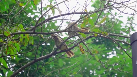 Two small brown songbirds perched on a leafy tree branch in nature Stock Footage 342276465