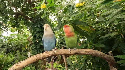 Two small budgerigar parrots on a branch Video stock 219881557