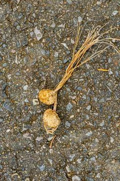 Two small bulbs with dried roots found on a rough surface during a walk in .. Stock Photos