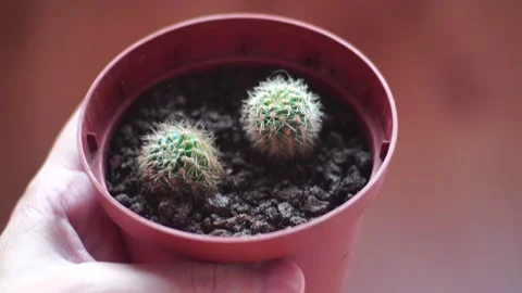 Two small cactus in a brown pot Stock Footage 139689960