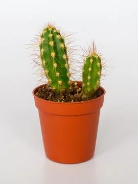 Two small cactuses with long spines in a brown flower pot Stock Photos