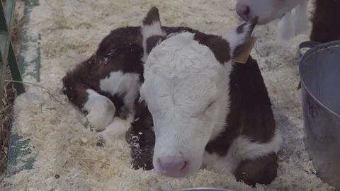 Two small calves, close-up Stock Footage 123911578