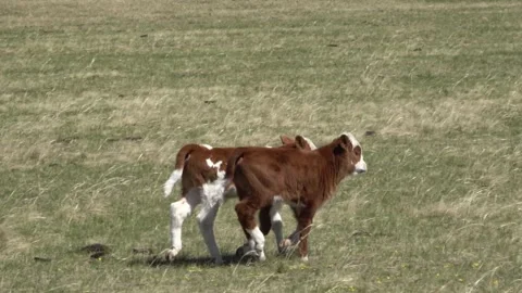Two small calves stand in a meadow on a summer day Stock Footage 331249087