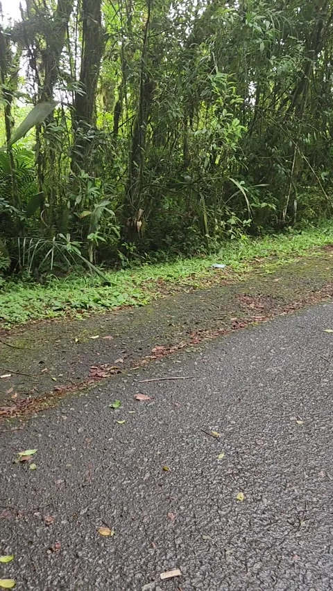 Two small capybaras walking on the road Stock Footage 294406943
