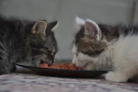 Two small cats eat from one bowl Stock Photos