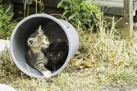 Two small cats lying in a bucket Stock Photos