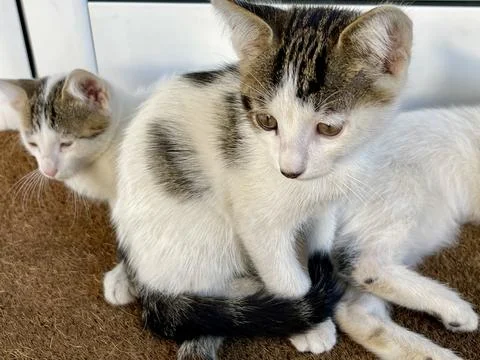 Two small cats playing each other. Funny pose. Cute pets cats Stock Photos