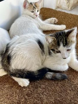 Two small cats playing each other. Funny pose. Cute pets cats Stock Photos