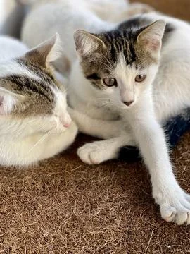 Two small cats playing each other. Funny pose. Cute pets cats Stock Photos