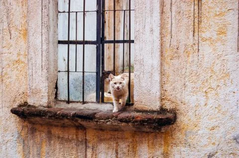 Two small cats standing at the windowsill. Stock Photos