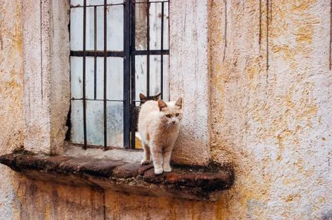 Two small cats standing at the windowsill. Stock Photos