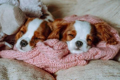 Two small Cavalier King Charles Spaniel puppies sleep on warm knitted blank.. Stock Photos