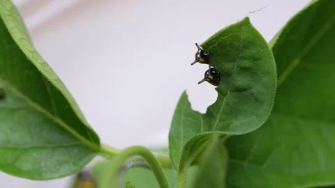 Two small Chestnut Tiger caterpillars (Parantica sita) feeding on leaves. 動画素材 304103053
