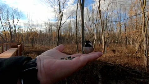 Two small chickadees taking turns eating bird seed in a park Stock-Footage 167663921