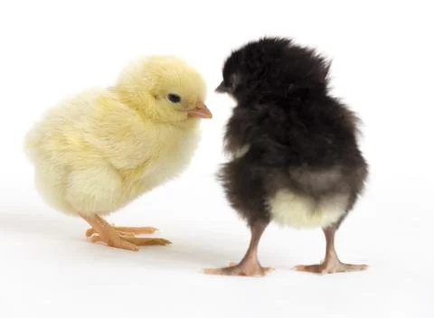 Two small chicken Stock Photos