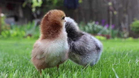 Two small chickens are cuckooing. Close up footage. Beak and eyes. Green grass Stock Footage 232383425