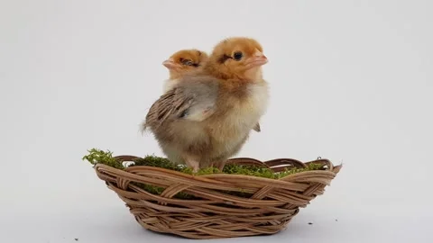 Two small chickens are sitting in a wicker nest on the moss on a white Stock Footage 174786689