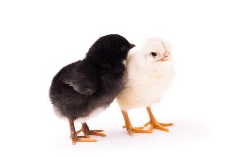 Two small chickens isolated on a white background Stock Photos