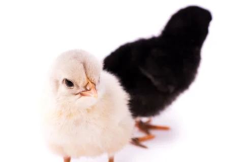Two small chickens isolated on a white background Stock Photos