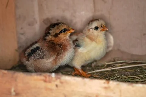 Two small chickens standing on straw in henhouse, closeup detail Stock Photos