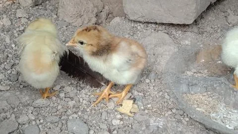Two small chicks with downy feathers Stock Photos