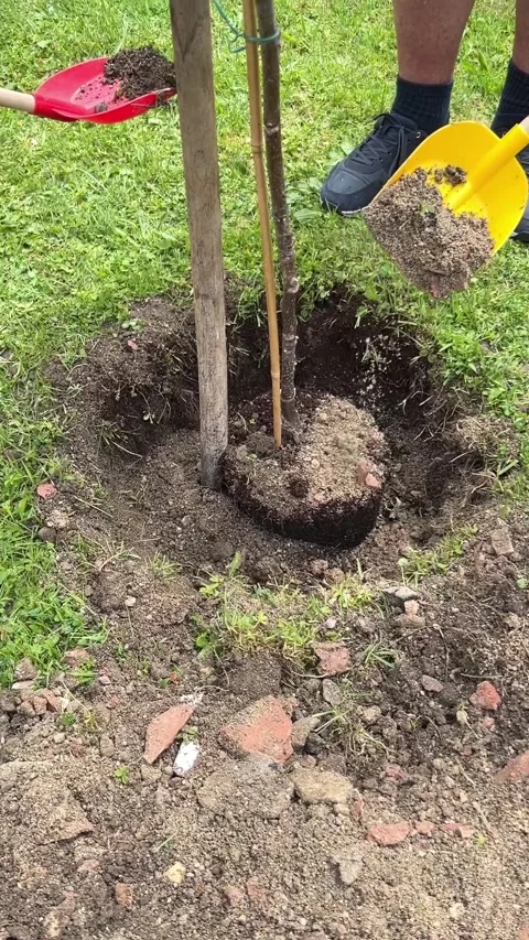 Two Small Children Helping Plant a Walnut Tree Stock Footage 310889451