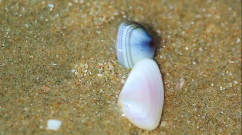 Two small clams digging themselves into the sand Stock Footage