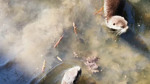 Two small clawed otters swimming Stock Footage 278916592