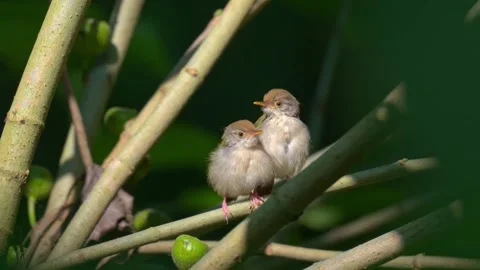 Two small common tailorbird chicks perched together on a branch Vidéo 334353551